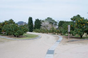 かんきつ公園