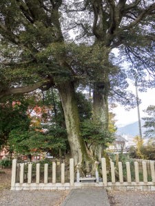 スタジィの木（東首塚）