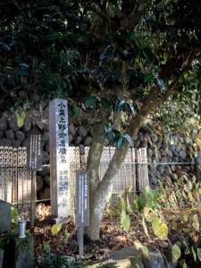 小栗忠順遺愛の椿