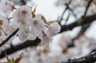 京都仁和寺の御室桜