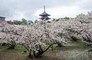 京都仁和寺の御室桜