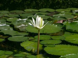 スイレン（白）